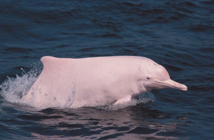 Golfinhos cor de rosa retornam a Hong Kong graças ao lockdown